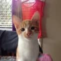 Photo of Freckle