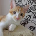 Photo of Freckle