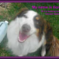 Photo of Boris ~ Purebred Border Collie (On Trial 17/4/15)