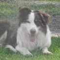 Photo of Boris ~ Purebred Border Collie (On Trial 17/4/15)
