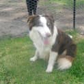Photo of Boris ~ Purebred Border Collie (On Trial 17/4/15)