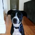 Photo of Siouxsie ~ Kelpie X Staffy Puppy (Trial 20/4/15)