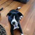 Photo of Siouxsie ~ Kelpie X Staffy Puppy (Trial 20/4/15)
