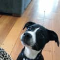 Photo of Siouxsie ~ Kelpie X Staffy Puppy (Trial 20/4/15)