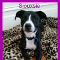 Photo of Siouxsie ~ Kelpie X Staffy Puppy (Trial 20/4/15)