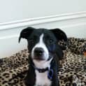 Photo of Siouxsie ~ Kelpie X Staffy Puppy (Trial 20/4/15)