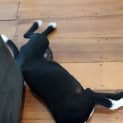 Photo of Siouxsie ~ Kelpie X Staffy Puppy (Trial 20/4/15)