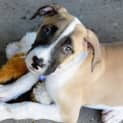 Photo of Dynamo ~ Great Dane X Mastiff (Trial 1/5/15)