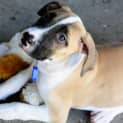 Photo of Dynamo ~ Great Dane X Mastiff (Trial 1/5/15)