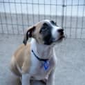 Photo of Dynamo ~ Great Dane X Mastiff (Trial 1/5/15)