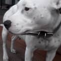 Photo of Bella ~ Beautiful White Staffy (On Trial 17/4/15)