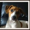 Photo of Abby ~ Red Cattle Dog X (On Trial 26/4/15)