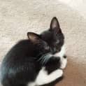 Photo of Gracie