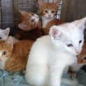 Photo of Kittens Available For Adoption