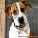 Photo of Erin ~ Boxer X Shar Pei ~ (On Trial 12/4/15)