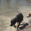 Photo of Tia (Adoption Pending)