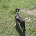 Photo of Tia (Adoption Pending)