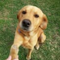 Photo of Nemo ~ Lab X ~ (On Trial 12/4/15)