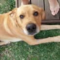Photo of Nemo ~ Lab X ~ (On Trial 12/4/15)