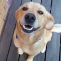 Photo of Nemo ~ Lab X ~ (On Trial 12/4/15)