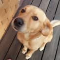 Photo of Nemo ~ Lab X ~ (On Trial 12/4/15)