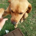 Photo of Nemo ~ Lab X ~ (On Trial 12/4/15)
