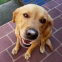 Photo of Nemo ~ Lab X ~ (On Trial 12/4/15)