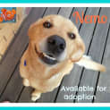 Photo of Nemo ~ Lab X ~ (On Trial 12/4/15)