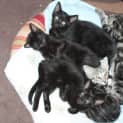 Photo of Whiskey Kitten Kapers Rescue