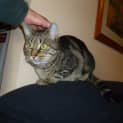 Photo of Nala