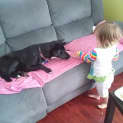Photo of Turtle The Kelpie (Girl) (Adopted)