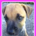 Photo of Maple ~ Staffy X Puppy ~ On Trial 13/4/15