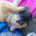Photo of Maple ~ Staffy X Puppy ~ On Trial 13/4/15