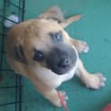 Photo of Maple ~ Staffy X Puppy ~ On Trial 13/4/15