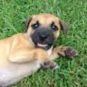 Photo of Maple ~ Staffy X Puppy ~ On Trial 13/4/15