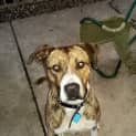 Photo of Cosmo