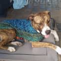 Photo of Cosmo