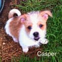 Photo of Casper ~ (Trial 17/4/15) Pomeranian X Shih Tzu