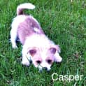 Photo of Casper ~ (Trial 17/4/15) Pomeranian X Shih Tzu