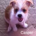 Photo of Casper ~ (Trial 17/4/15) Pomeranian X Shih Tzu