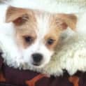 Photo of Casper ~ (Trial 17/4/15) Pomeranian X Shih Tzu