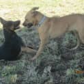 Photo of Bonner (Adoption Pending)