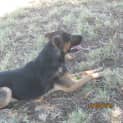 Photo of Bonner (Adoption Pending)