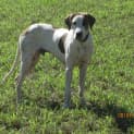 Photo of Bowie (Adoption Pending)
