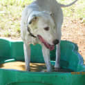Photo of Bruce (Adoption Pending)