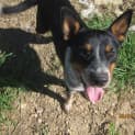 Photo of Scully (Adoption Pending)