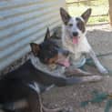 Photo of Scully (Adoption Pending)