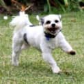 Photo of Monty ~ Shih Tzu X (Foster Fail 9/4/15)