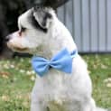 Photo of Monty ~ Shih Tzu X (Foster Fail 9/4/15)