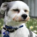 Photo of Monty ~ Shih Tzu X (Foster Fail 9/4/15)
